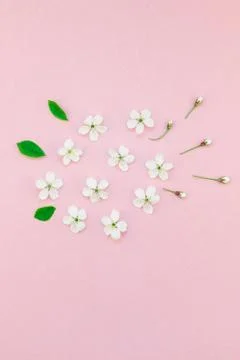 White spring cherry tree blooming flowers pattern Stock Photos