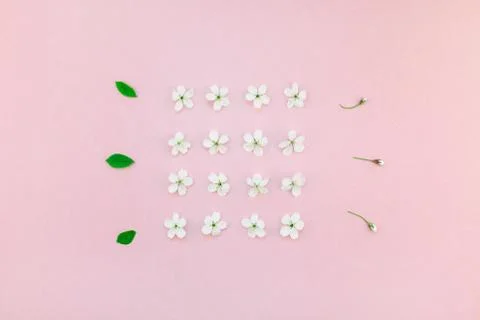 White spring cherry tree blooming flowers pattern Foto stock
