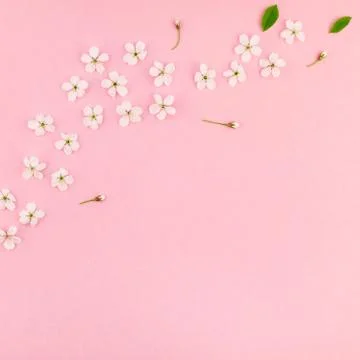 White spring cherry tree blooming flowers pattern Foto stock
