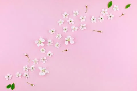 White spring cherry tree blooming flowers pattern Stock Photos