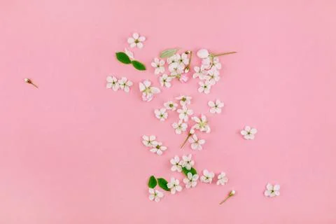 White spring cherry tree blooming flowers pattern Foto stock
