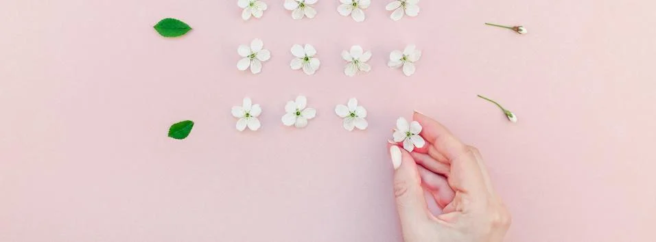 White spring cherry tree blooming flowers pattern Stock Photos