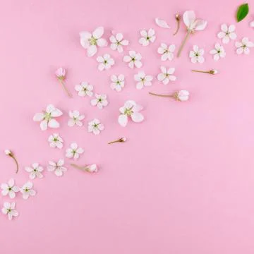 White spring cherry tree blooming flowers pattern Foto stock