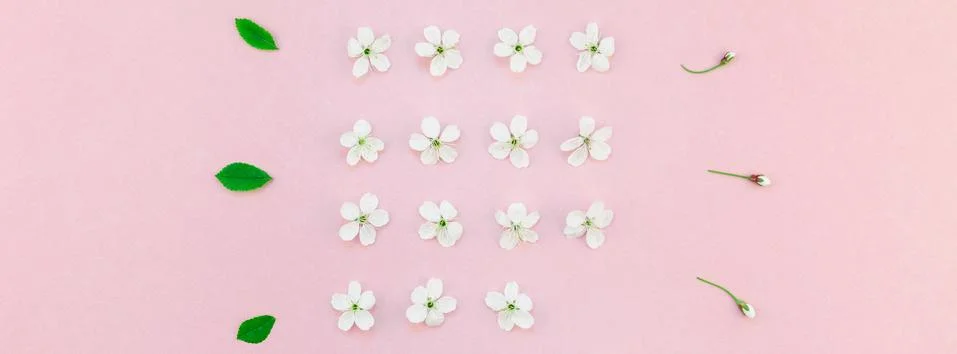 White spring cherry tree blooming flowers pattern Stock Photos