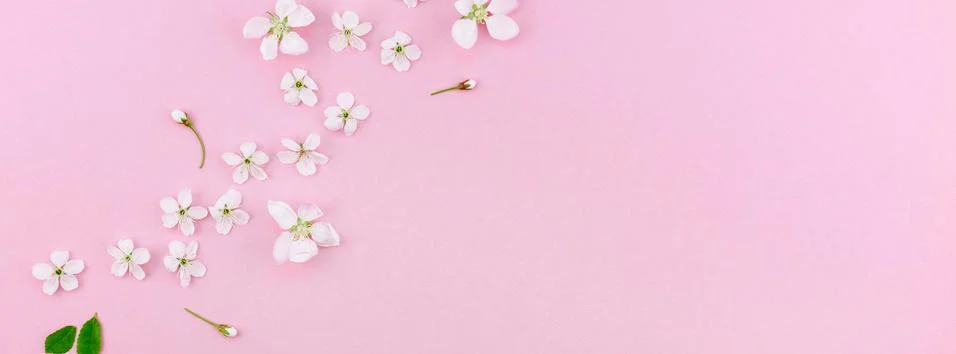 White spring cherry tree blooming flowers pattern Stock Photos