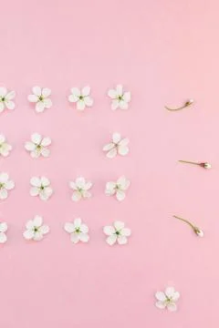 White spring cherry tree blooming flowers pattern Stock Photos