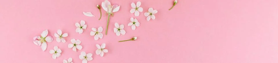 White spring cherry tree blooming flowers pattern Stock Photos