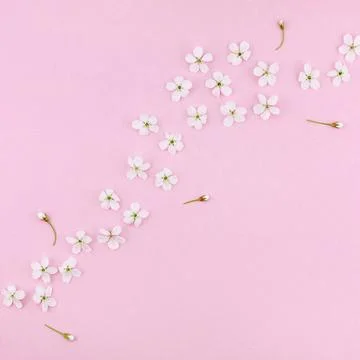 White spring cherry tree blooming flowers pattern Creative top view cherry... Stock Photos