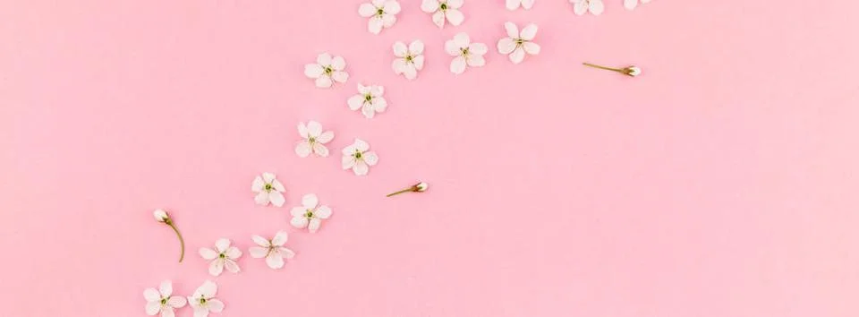 White spring cherry tree blooming flowers pattern Creative top view cherry... Stock Photos