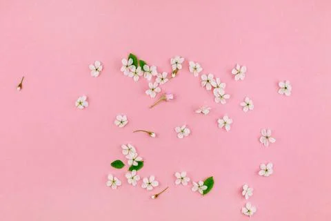 White spring cherry tree blooming flowers pattern Creative top view cherry... Stock Photos