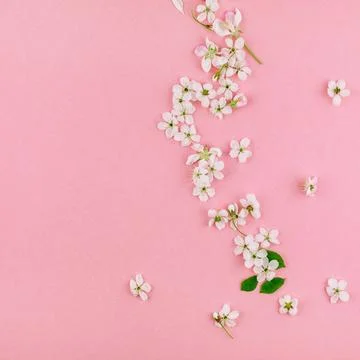 White spring cherry tree blooming flowers pattern Creative top view cherry... Foto stock