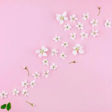 White spring cherry tree blooming flowers pattern Creative top view cherry... Stock Photos