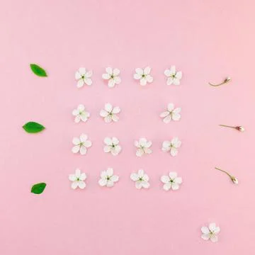 White spring cherry tree blooming flowers pattern Creative top view cherry... Stock Photos