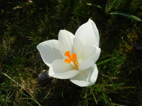 White spring crocus flower on grass, overhead view in temperate meadow Stock Photos