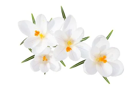 White spring crocus flowers isolated top view Stock Photos