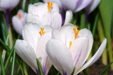 White spring crocus flowers Stock Photos