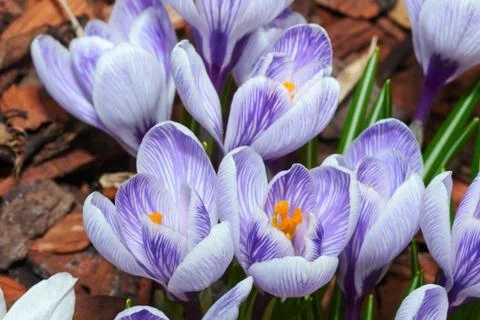White spring crocus flowers Stock Photos