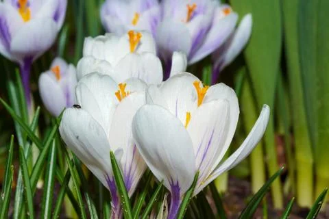 White spring crocus flowers Stock Photos