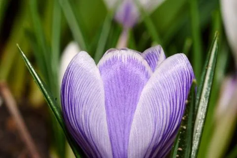 White spring crocus flowers Stock Photos