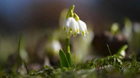 White Spring crocus flowers at shot sunny day Видео 147286309