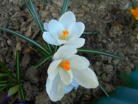 White spring crocus with orange stigmas on bare soil, close-up daylight Stock Photos