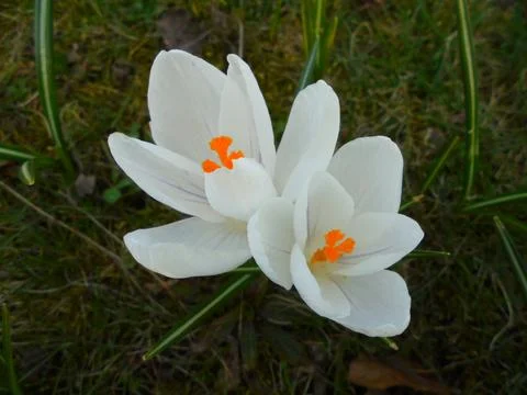 White spring crocus pair blooming on grassy meadow, early spring Stock Photos