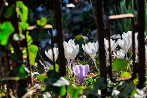 White spring crocuses behind an old fence Stock Photos