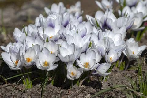 White spring crocuses (Crocus vernus) Stock Photos