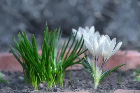 White spring crocuses in full bloom. Selective focus 스톡 사진