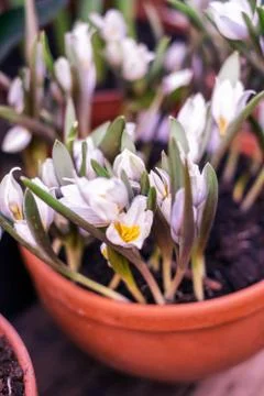 White spring crocuses with selective focus. White flowering corms from late w Stock Photos