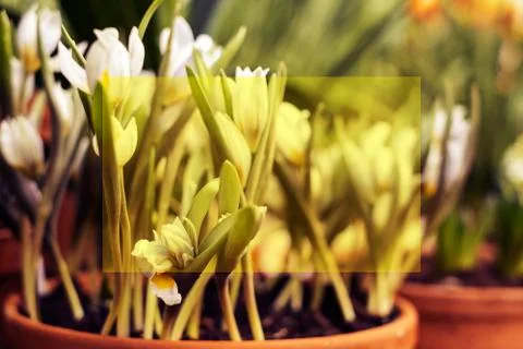 White spring crocuses with selective focus. White flowering corms from late w Stock Photos