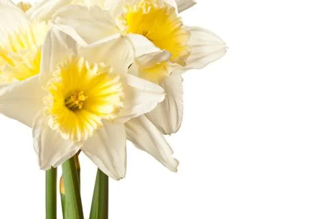 White Spring Daffodil Flower Bunch Isolated on White Background Stock Photos