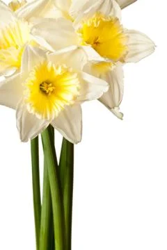 White Spring Daffodil Flower Bunch Isolated on White Background Foto stock
