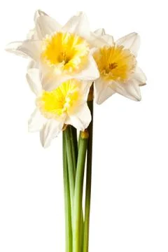 White Spring Daffodil Flower Bunch Isolated on White Background Stock Photos