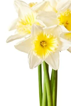 White Spring Daffodil Flower Bunch Isolated on White Background Stock Photos