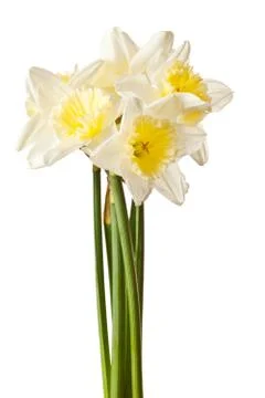 White Spring Daffodil Flower Bunch Isolated on White Background Stock Photos