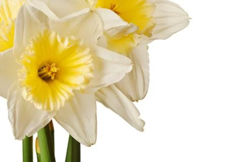 White Spring Daffodil Flower Bunch Isolated on White Background Foto stock