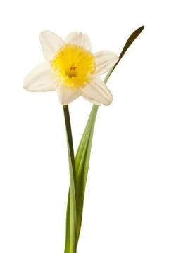White Spring Daffodil Flower Isolated on White Background Foto stock