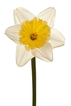 White Spring Daffodil Flower Isolated on White Background Stock Photos