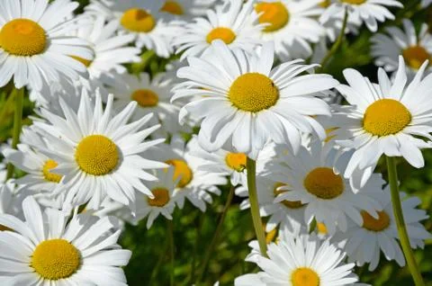 White spring daisies Stock Photos