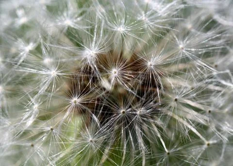 White spring dandelion flower close-up Stock Photos