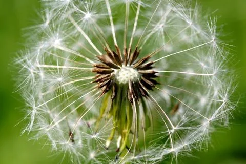 White spring dandelion flower Stock Photos