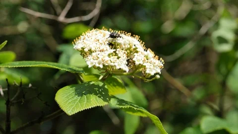 White spring Elderberry flower cluster with some beetle in it, 4K Stock Footage 106948495