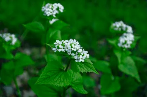 White Spring Flower 01 Stock Photos