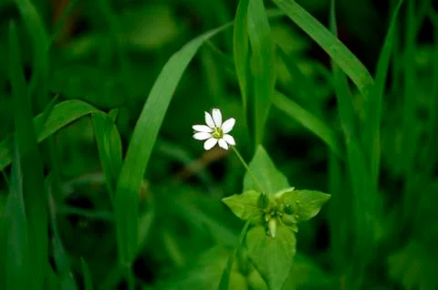 White Spring Flower 02 Stock Photos