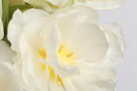 White spring flower close up view, for wedding background Foto stock