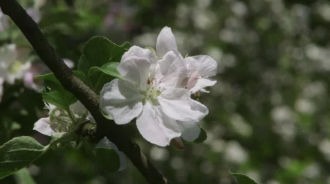 White spring flower Stock Footage 67742441