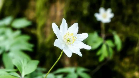 White spring flower of forest anemone on soft bokeh forest background Stock Photos
