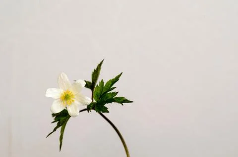 White spring flower Stock Photos