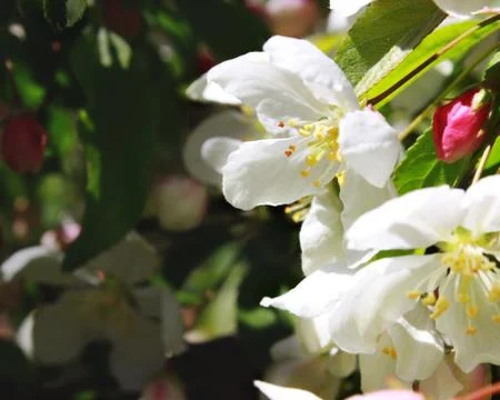 White Spring Flower Stock Photos